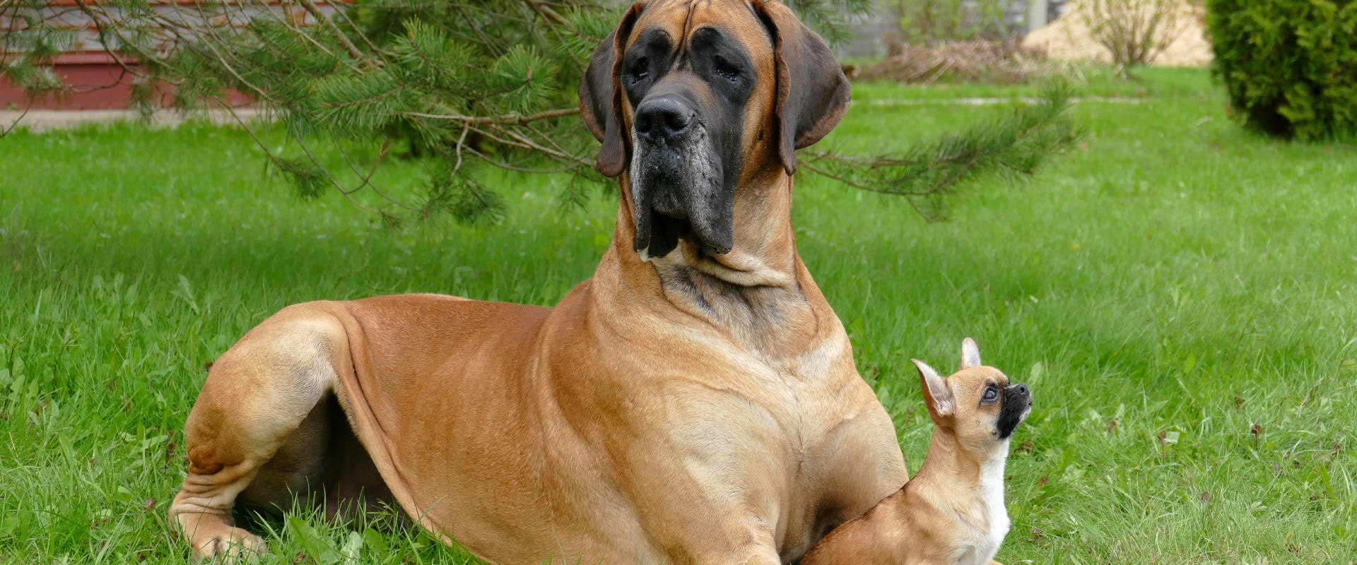 Big and deals small dog care